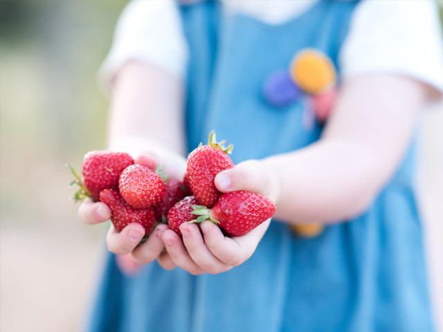 Frucht-Snacks